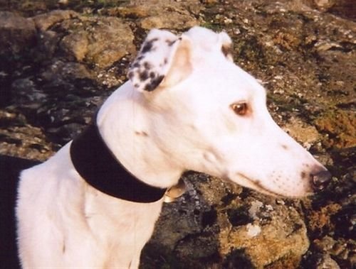 Chester, sponsor dog at GWRE